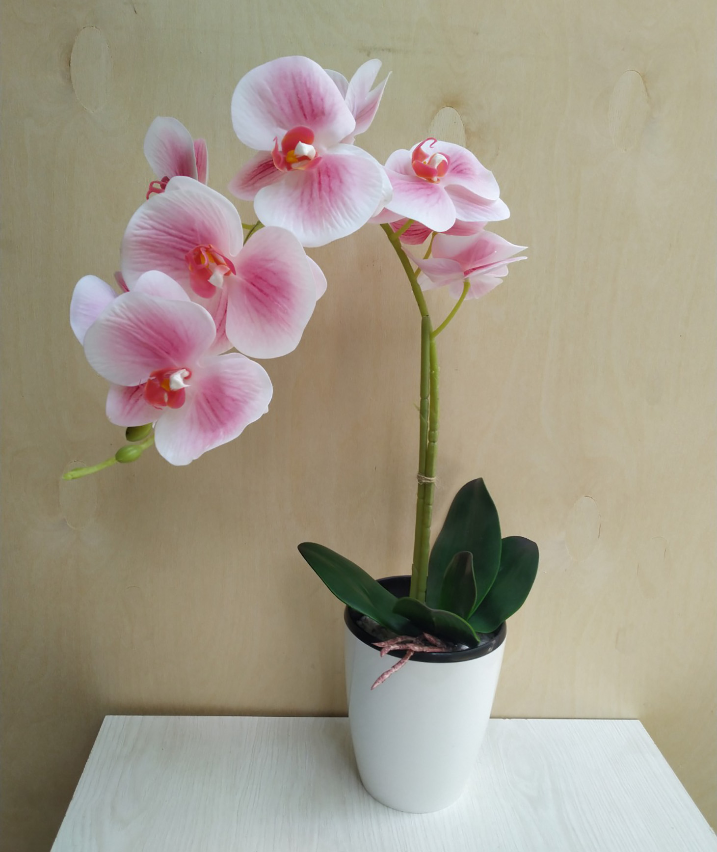 Гелиевая орхидея, 1 ветка